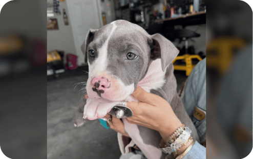 SPONSOR OPAL